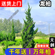 龍柏樹(shù)苗墓地松掃墓墳墳前清明節柏樹(shù)樹(shù)苗龍柏樹(shù)苗帶泥土四季常青 龍柏:30-50cm【送肥料】