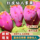 果坊情紅皮仙人掌果海南三亞新鮮水果野生仙人果大果2斤5斤應(yīng)季現(xiàn)摘現(xiàn)發(fā) 2斤裝