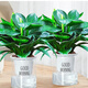 綠有意金鉆盆栽植物水培綠植花卉多肉辦公室內(nèi)去吸除甲醛鉑金鉆綠公主 【2盆】金鉆25cm3棵(早安盆) 含盆