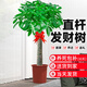 臨雅發(fā)財樹(shù)盆栽客廳辦公室喬遷開(kāi)業(yè)大型綠植物1.1-1.2m不含盆源頭直發(fā)