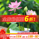 德沃多肥料水培植物碗蓮種子籽千手觀(guān)音6包24粒水養碗蓮盆栽客廳好養睡蓮