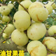 甜油甘果苗果樹油甘果苗嫁接甜橄欖苗南北方種植庭院盆栽帶土發(fā)貨 大果甜油甘苗 二年苗