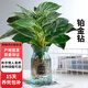 歐芽  水培鉑金鉆錦化綠公主室內(nèi)盆栽北歐綠植書房植物 水培鉑金鉆(藍折紙玻璃)