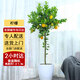 Only you【2小時(shí)達】檸檬樹(shù)盆栽可食用花卉辦公室網(wǎng)紅好養同城配送開(kāi)業(yè) 檸檬盆栽D款