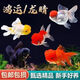 觀(guān)賞魚(yú)金魚(yú)鶴頂紅招財(cái)活體獅子頭好養(yǎng)鴻運(yùn)當(dāng)頭冷水淡水魚(yú)苗小型 鴻運(yùn)當(dāng)頭5-8cm 5條 顏色隨機(jī)