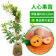 人心果苗樹(shù)苗水果樹(shù) 四季 南方北方盆栽地栽陽(yáng)臺庭院種植當年結果 人心果2年苗 81cm(含)-110cm(含)