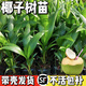 椰子樹苗盆栽四季常青室內(nèi)庭院陽臺椰子苗當(dāng)年結(jié)果南方種的植物 香水椰 兩年苗