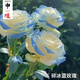申堰【2顆】碎冰藍(lán)玫瑰玫瑰老樁花卉綠植盆栽陽臺(tái)花卉玫瑰花盆栽室內(nèi) 稀有碎冰藍(lán)共【2顆】