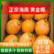 海南黃金椰子萬(wàn)寧新鮮帶皮椰青紅椰孕婦補羊水當季水果金椰一整箱 9個(gè)【人工甄選】