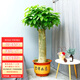 仙植緣【2小時(shí)同城配送】2米大型發(fā)財樹(shù)盆栽綠植辦公室客廳開(kāi)業(yè)喬遷送禮 |約1.6-1.8米|粗單桿發(fā)財樹(shù)|紫砂盆 專(zhuān)車(chē)送貨 更快更好