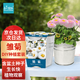 IAM City Farmer雛菊DIY植物種植趣味盆栽兒童種植植物科學(xué)課觀察植物種植10085
