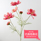 杏之淇格?；ǚ抡婕倩ㄑb飾 波斯菊插花花束餐桌永生花擺件干花客廳絹花 艷紅色-單支長(cháng)60cm