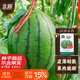 北蔬 2k西瓜種子種苗薄皮多汁禮品瓜水果種籽 2k西瓜種子約10粒