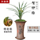 華香園春蘭老八種之一【賀神梅】濃香型蘭花苗室內綠植物不帶花苞 賀神梅3苗裸根發(fā)貨帶花苞