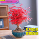 京佳樂(lè )日本紅楓盆景老樁矮霸紅舞姬客廳辦公桌花卉植物室內盆栽樹(shù)苗 3年紅楓盆景【原土發(fā)貨】