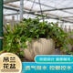 綠園匠吊蘭花盆懶人自動(dòng)吸水仿藤編厚塑料懸掛陽(yáng)臺綠蘿帶鏈條種植垂吊盆