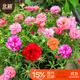 北蔬 太陽(yáng)花種子苗重瓣混色四季種開(kāi)花草花種籽 卓脆太陽(yáng)花種子3萬(wàn)粒