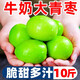 夢(mèng)茜兒牛奶大青棗 貴妃蜜棗新鮮禮盒福建漳州脆甜當季孕婦水果整箱 1斤 中果【40-70g】 新鮮現摘 好果速發(fā)
