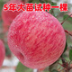 蘋(píng)果樹(shù)果苗地栽南方北方種植盆栽嫁接紅富士冰糖心矮化小蘋(píng)果樹(shù)苗 試種5年蘋(píng)果大苗 限拍一棵 試種5 81cm(含)-110cm(含)