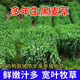 青上青進(jìn)口多年生黑麥草牧草種子四季種籽耐寒耐旱喂豬牛羊雞鴨鵝魚牧草 進(jìn)口多年生黑麥草籽 1斤裝【包出芽】