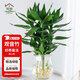 花翁觀音竹水培植物辦公室內(nèi)盆栽花卉源頭直發(fā)觀音竹+冬瓜玻璃瓶 1套