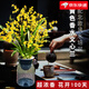 劉閣蘭花5色可選 水培夢(mèng)香蘭花苗帶盆發(fā)貨香水文心蘭奶油味室內花卉盆栽草 金黃色文心蘭帶5支生花劍 帶北歐盆