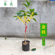 春沭 桂花樹(shù)苗 盆栽桂花樹(shù) 桂花苗 丹桂 金桂 四季桂花 嫁接桂花樹(shù) 桂花盆景 金桂 五年苗(粗度2cm)