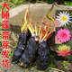 地藝根塊大睡蓮池塘睡蓮魚(yú)缸庭院七彩睡蓮帶花苞四季盆栽水養(yǎng) 大睡蓮【十個(gè)裝】帶芽 +種植方法 混色裝