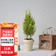 歐芽  圣誕樹香松辦公室植物圣誕節(jié)室內(nèi)盆栽禮物桌面綠植擺件diy花卉 精品香松+冰淇淋盆+毛球+燈+陶粒