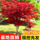 壹植日本紅楓樹(shù)苗四季紅舞姬室外楓葉盆景盆栽庭院綠化植物風(fēng)景花樹(shù)苗 紅楓小苗30cm-50cm高【2棵裝】 不含盆