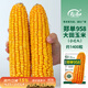 壽禾鄭單958玉米種子苗大田優(yōu)良菜籽 企選版鄭單958玉米種子約1400粒