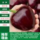 車(chē)厘子樹(shù)苗盆栽矮化客廳綠植大型室內櫻桃樹(shù)苗南北方可種陽(yáng)臺旺宅 黑珍珠【矮化盆栽】3年嫁接苗/當年結果 11cm(含)-14cm(含)