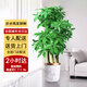 Only you【兩小時(shí)達】發(fā)財樹(shù)客廳大盆栽旺宅大型落地盆景擺件開(kāi)業(yè)喬遷送禮 步步高發(fā)財樹(shù)