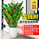 愛(ài)優(yōu)尚金錢(qián)樹(shù)盆栽客廳室內大型綠植辦公室盆景搖錢(qián)串子喬遷開(kāi)業(yè)源頭直發(fā)