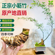 湛江正宗小葉簕竹禪意勒竹子苗盆栽老樁庭院寧可食無(wú)肉不可居無(wú)竹 福利小小樁 簕竹裸根不帶葉子不含盆
