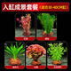 水草植物魚(yú)缸水培蜈蚣草水上造景凈化水質(zhì)專(zhuān)用綠菊水榕養魚(yú)免打理 入缸成景套餐（適合30-40CM缸）