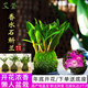艾瑩冬帶花七彩香水石斛蘭花四季好養綠植濃香型石斛蘭花苗桌面盆栽 3苗七彩石斛 沒(méi)帶葉藝 裸根發(fā)貨