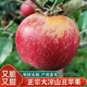 吉果叔 正宗大涼山丑蘋果 應(yīng)當(dāng)季時令新鮮水果四川冰糖心蘋果紅富士生鮮 凈重5斤 【迷你果】單果60-65mm