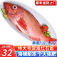 海皇灣紅石斑魚 冷凍整條深海大龍膽魚富貴魚海鮮水產(chǎn) 【超大規(guī)格】1.5-1.8斤*2條
