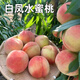 白鳳水蜜桃果樹(shù)苗南北方地栽盆栽嫁接水蜜桃子水果樹(shù)苗當年結果 推薦5年苗當年結果