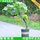 廣西無(wú)籽葡萄樹(shù)苗陽(yáng)光玫瑰葡萄苗藍寶石夏黑巨峰葡萄樹(shù)苗盆栽地栽 2棵巨峰約30厘米高【帶杯發(fā)貨】 30cm(含)-40cm(不含)
