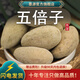 墨源五倍子中藥材五貝子五蓓子五培子百蟲(chóng)倉敏感非野生干貨搭蛇床子粉 五倍子500克【新貨】