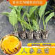 爆甜人參果苗秧帶土球長(cháng)壽果盆栽苗春秋四季陽(yáng)臺當年結果可南北方 （帶土發(fā)貨）人參果苗3棵送一棵