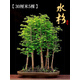 懶人熊水杉樹苗盆栽室內(nèi)辦公室桌面水培植物客廳落羽杉盆景四季常青綠植 【今日特價】30厘米5棵