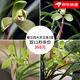 劉閣蘭花春蘭老八種合集 冬帶花宋梅集圓龍字萬字汪字小打梅賀神梅桂圓梅 春蘭四大天王各3苗當(dāng)年開花