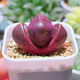 多肉植物組合盆栽小綠植花卉玉露大顆好養室內精品肉肉陽(yáng)臺喜光 紫元寶【4-5厘米】塑料盆栽好