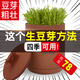 甘泉村紫砂豆芽罐全自動(dòng)家用豆芽機生豆芽發(fā)芽神器發(fā)綠豆花生芽四季可用 小款土陶豆芽罐（發(fā)2斤豆芽）