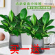 格調(diào)生活金鉆綠公主盆栽室內(nèi)綠植辦公桌擺客廳植物懶人水培綠植四季常綠 2盆、綠公主【灰色繁星盆】肥料