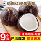 兮柔海南椰子 黑殼牛奶椰皇老椰子椰王椰肉煲湯椰子雞現(xiàn)摘新鮮椰子 9個(gè)裝【80%人選擇】