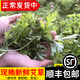 辰實(shí) 【順豐速發(fā)】艾草新鮮 艾葉 現(xiàn)摘清明草 粑粑青團(tuán) 1斤【新鮮采摘】